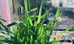 让水仙花推迟开花 水仙花迟迟不开花