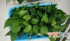 绿萝吸收甲醛的原理是什么 绿萝吸收甲醛的原理