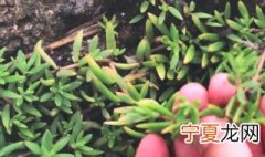 有一种植物叫天竺少女是什么植物 有一种植物叫天竺少女是什么植物图片