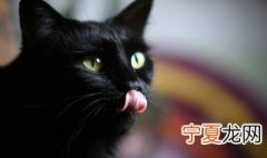 猫咪喜欢听什么音乐睡觉 猫咪喜欢听什么音乐