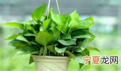 绿萝怎么养长得好快 绿萝怎么养长得好