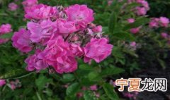 矮蔷薇种植方法 矮蔷薇种植方法简述