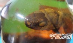 三蛇酒是那几种蛇 三蛇酒是什么