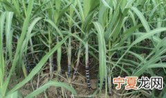 甘蔗的种植方法与时间 甘蔗的种植方法和时间介绍