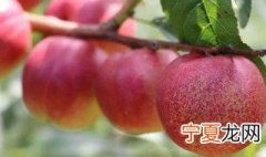 肉桃的种植方法 肉桃如何种植