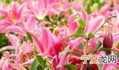 百合花换盆方法 百合如何换盆