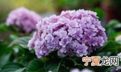 绣球鲜花能养几天 绣球花鲜花可以养几天