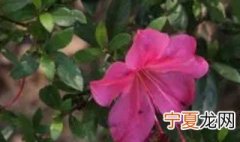 盆栽毛杜鹃怎么养才能开花 盆栽毛杜鹃怎么养