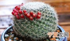 玉翁一年开几次花 玉翁一年开几次花吗