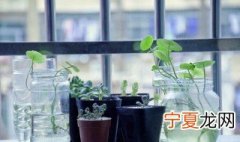 全球著名的黑色植物有那些 黑色的动植物