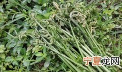 蕨菜根繁殖方法 蕨菜根如何繁殖