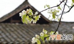 清明是24个节气的哪个节气 清明节是24节气的第几个节气