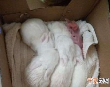 兔子下了幼崽怎么养活，兔子临产要怎么喂养我养的兔子可能怀孕了