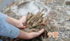 大龙虾存放方法 具体需要怎么保存呢