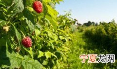 红树莓种植方法 红树莓怎么种植技术