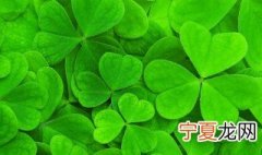三叶草怎么养爆盆 三叶草怎么养
