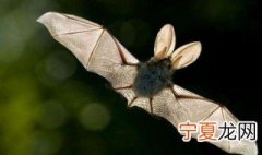家里进了蝙蝠怎么办 家里进了蝙蝠的处理方法