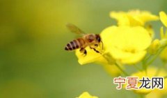 蜂子蜇了怎么办 蜂子蜇了怎么处理