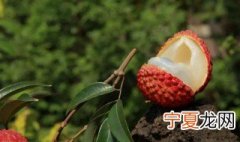 荔枝的生长过程作文 荔枝的生长过程
