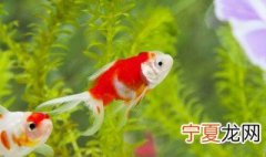 十大养不死水草大对叶 十大养不死水草