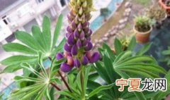 鲁冰花怎么养植 鲁冰花怎么养