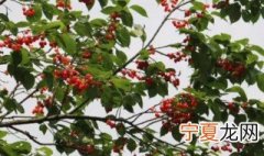 为什么家里忌讳种樱桃呢 为什么家里忌讳种樱桃