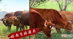 越南特产有哪些值得买，越南有什么特产值得购买？