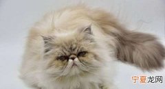 猫咪大便稀什么原因
