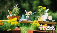 一种植物叶子粉绿相间 绿色叶子中间粉色的绿植