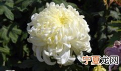 祭奠花束用什么花 祭奠花束用哪种花