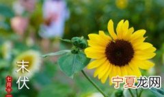 向日葵适合送给什么人 向日葵适合送给什么样的人