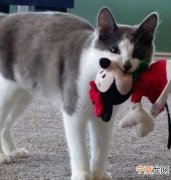 母猫吃小猫有什么预兆，小猫咬牙切齿是什么意思