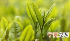 兰贵人属于什么茶 关于兰贵人茶的介绍