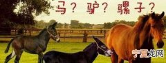 螺子跟马有什么区别，骡子和驴有什么区别