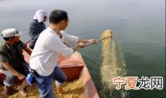鱼塘打窝方法 鱼塘怎么打窝