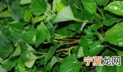 折耳根增产方法 折耳根怎么种能丰收