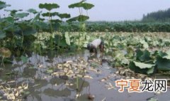 池子藕种植方法 池子藕种植方法视频