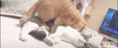 猫咪疯狂踩奶要制止，猫咪在主人身上踩奶是怎么回事