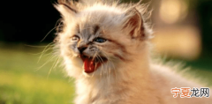 十五天的猫咪怎么养