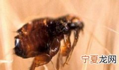 怎么杀死跳蚤 如何杀死跳蚤