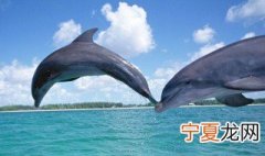 梦见海豚是什么意思 梦见海豚含义