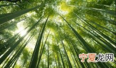 竹子根怎么清除 竹子根清楚的方式