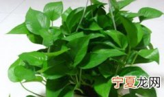 绿萝过冬的方法 绿萝如何过冬天