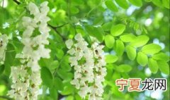 大量储存槐花的方法 槐花如何储存