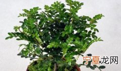清香木修剪方法 清香木什么时候修剪怎么修剪
