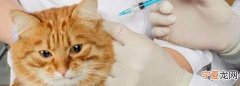 猫咪打完针精神不好怎么回事