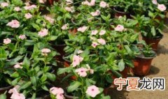 长春花换盆注意事项 长春花几月份给花换盆最合适