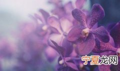 蝴蝶兰怎么能长出花箭 蝴蝶兰长花箭后怎么办
