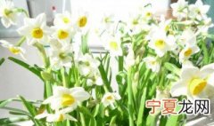 水仙花开完花后怎么处理 水仙花开完花后怎么处理视频