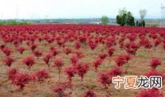 红枫的播种方法 红枫种子怎么种